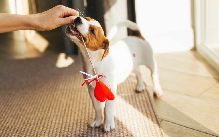 A Tennessee Shelter Is Offering to Have Your Valentine’s Day Gift Delivered by an Adorable Puppy | Travel + Leisure