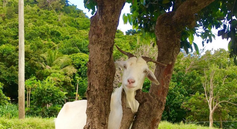 15 Things You Didn’t Know About Goats