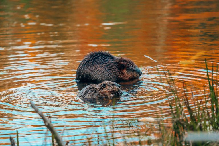 Getting Lost In Nature (And With Beavers) In Quebec, Canada – Hand Luggage Only