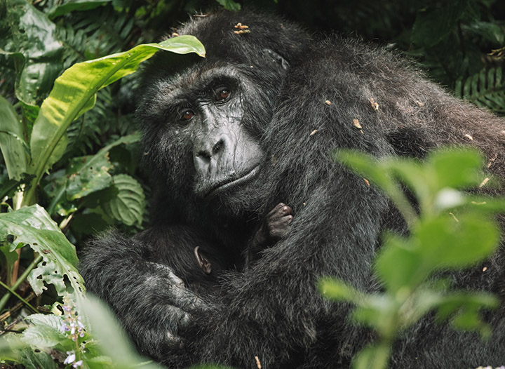 The Ultimate Guide to Gorilla Trekking in Uganda • The Blonde Abroad