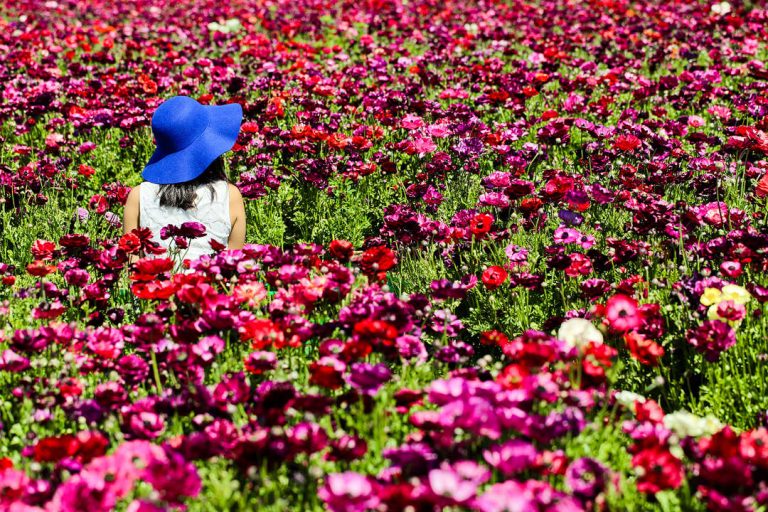 Beautiful California Flower Fields You Must Visit This Spring