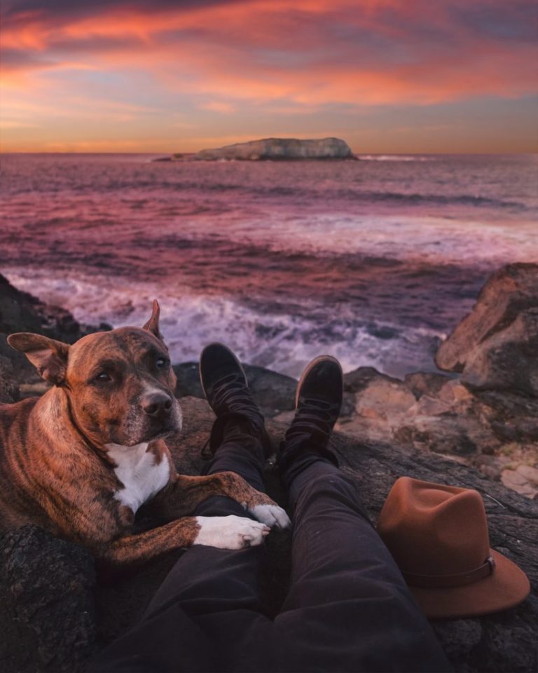 10 traveling pets of Instagram you need to follow