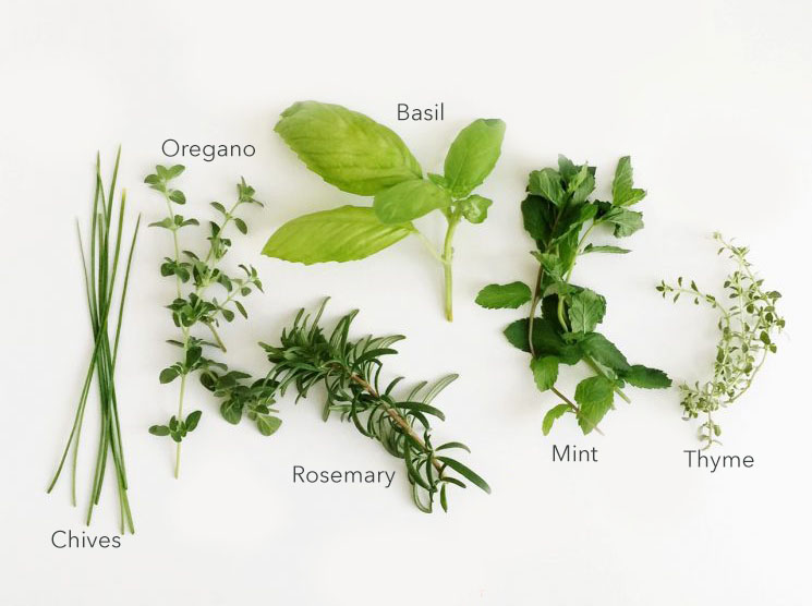 Growing Herbs Indoors with Kids