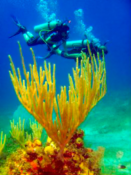 Diving in Maria la Gorda, Cuba