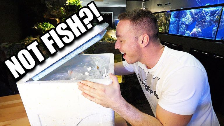 New pets for my aquariums… and it’s NOT FISH