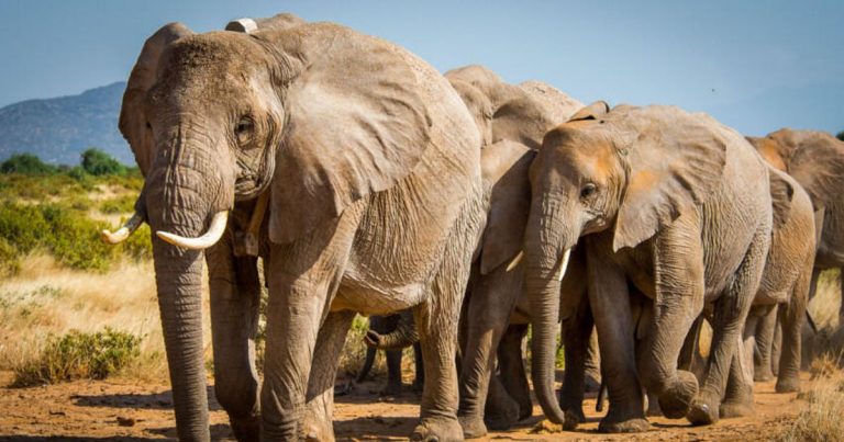 2 African elephant species now listed as endangered, 1 critically