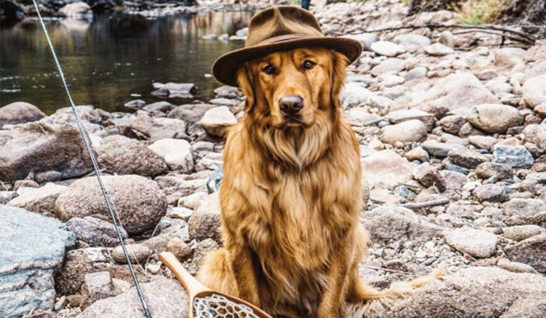 DOGS WHO TRAVEL ON INSTAGRAM | INSPIRATION