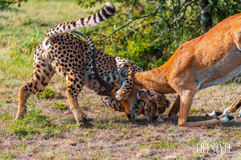 Maasai Mara National Reserve- The World Cup of Wildlife: Epic Views.