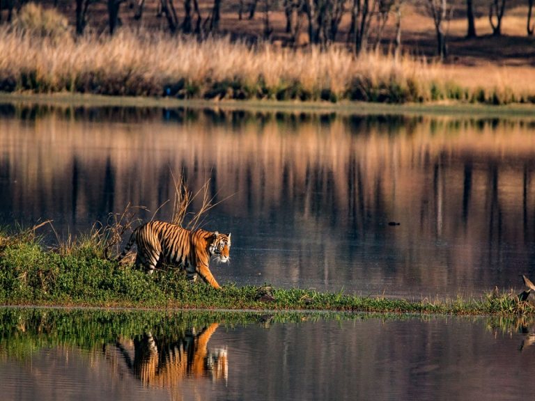 Tiger reserves in Madhya Pradesh to be closed for 3 months.