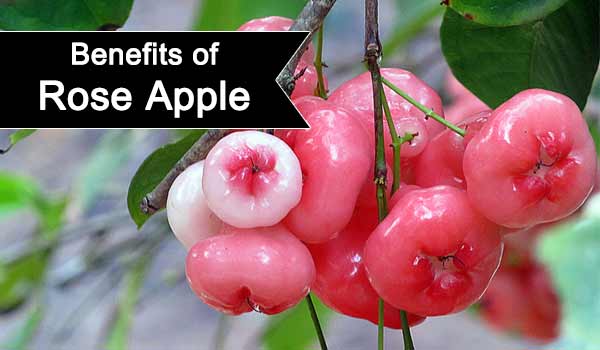 14 Benefits Of Rose Apple You Wish You Knew Sooner