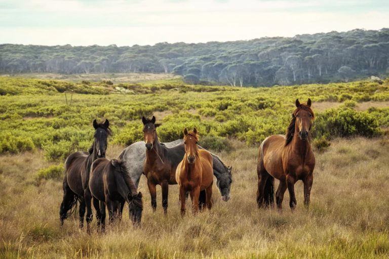 Genteel Care of the Equine