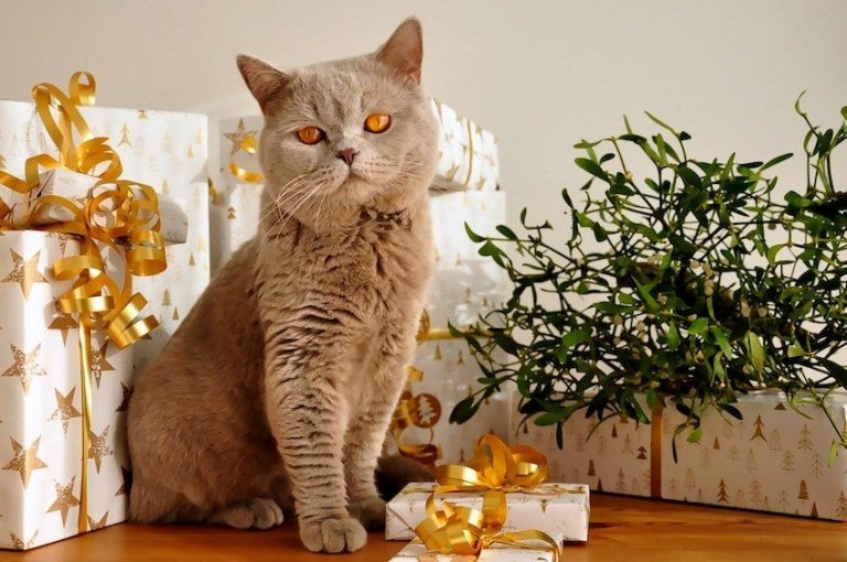 Best Gifts to Give Pet on Love Your Pet Day