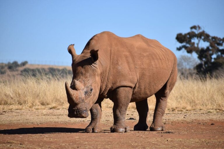 After 40 years, White Rhinos are back in Mozambique