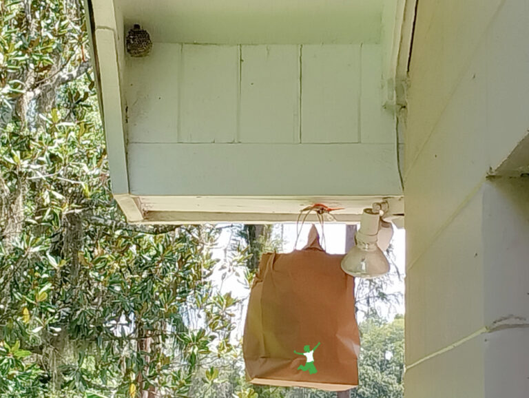 Easy Wasp Nest Removal (no hurt!)