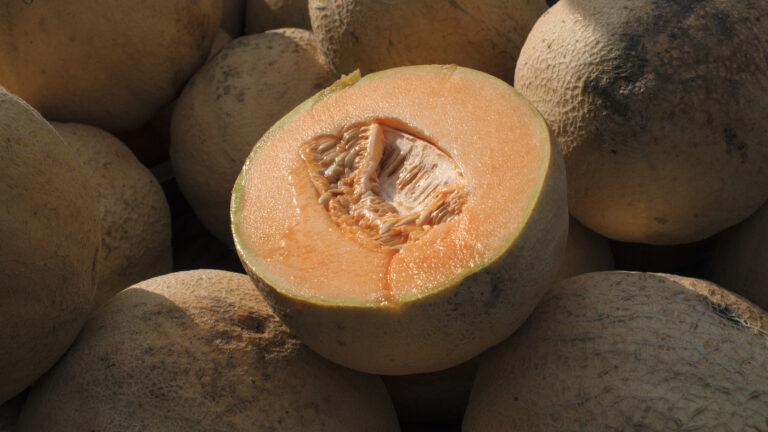 Recalled cantaloupe linked to 43 illnesses : NPR