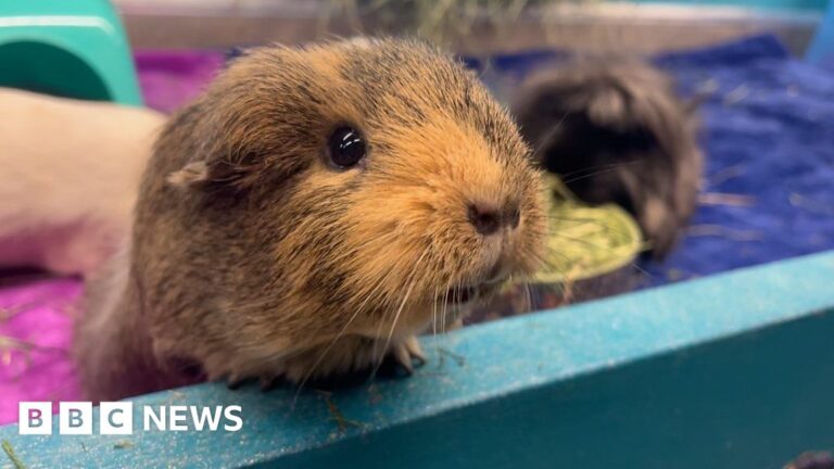 Lincoln guinea pigs’ ‘luxurious lodge’ TikTok hit